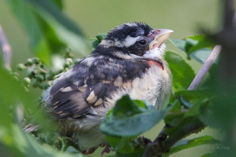Rose-Breasted Grosbeak Fledgling Ready For Nap